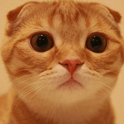 谷歌浏览器打不开并